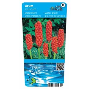 Italiaanse aronskelk (Arum Italicum) moerasplant (6-stuks)