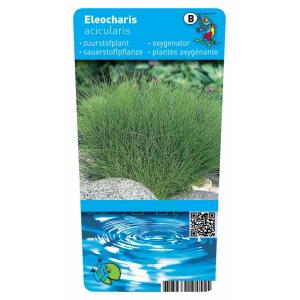 Naaldwaterbies (Eleocharis acicularis) zuurstofplant (6-stuks)