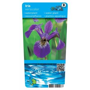 Amerikaanse iris (Iris versicolor) moerasplant (6-stuks)