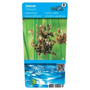 Zeegroene Rus (Juncus inflexus) moerasplant (6-stuks)