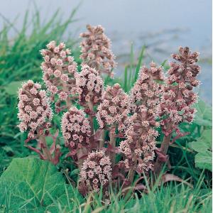 Groot hoefblad (Petasites hybridus) moerasplant (6-stuks)