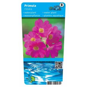 Roze sleutelbloem (Primula rosea) moerasplant (6-stuks)