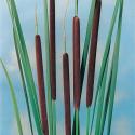 Kleine lisdodde (Typha angustifolia) moerasplant (6-stuks)