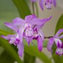 Japanse orchidee (Bletilla striata) moerasplant (6-stuks)