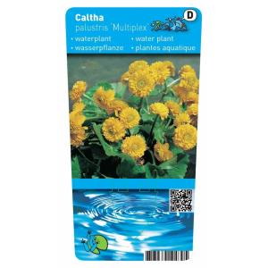 Dubbele dotterbloem (Caltha palustris “multiplex”) moerasplant (6-stuks)