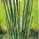 Japanse holpijp (Equisetum Japonica) moerasplant (6-stuks)