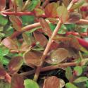 Rotala (Rotala indica) zuurstofplant (10-stuks)