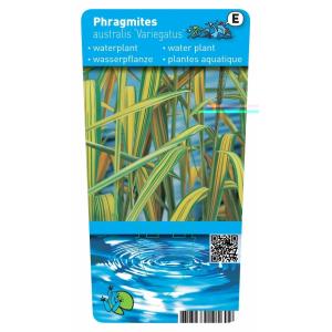 Bont riet (Phragmites Australis “variegata”) moerasplant (6-stuks)