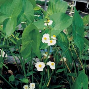 Breed pijlkruid (Sagittaria latifolia) moerasplant (6-stuks)