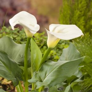 Witte aronskelk (Zantedeschia aethiopica) moerasplant. (6-stuks)