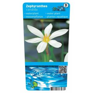 Witte westenwindbloem (Zephyranthes candida) moerasplant (6-stuks)