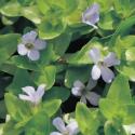 Brede bacopa (Bacopa caroliniana) zuurstofplant (10-stuks)