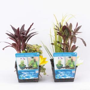 Mix waterplanten in vijvermand (3 stuks)